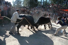 Sair Festival Mandi HP