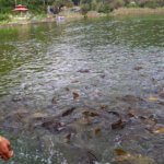 Rewalsar Lake Mandi Himachal Pradesh